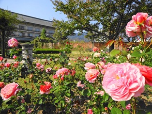 佐川バラ